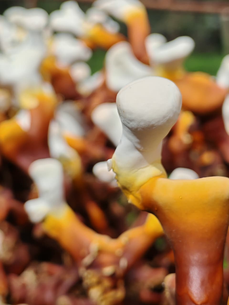 Extracto de Reishi - Hongo Adaptógeno para el Descanso y el Estrés