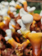 Extracto de Reishi - Hongo Adaptógeno para el Descanso y el Estrés