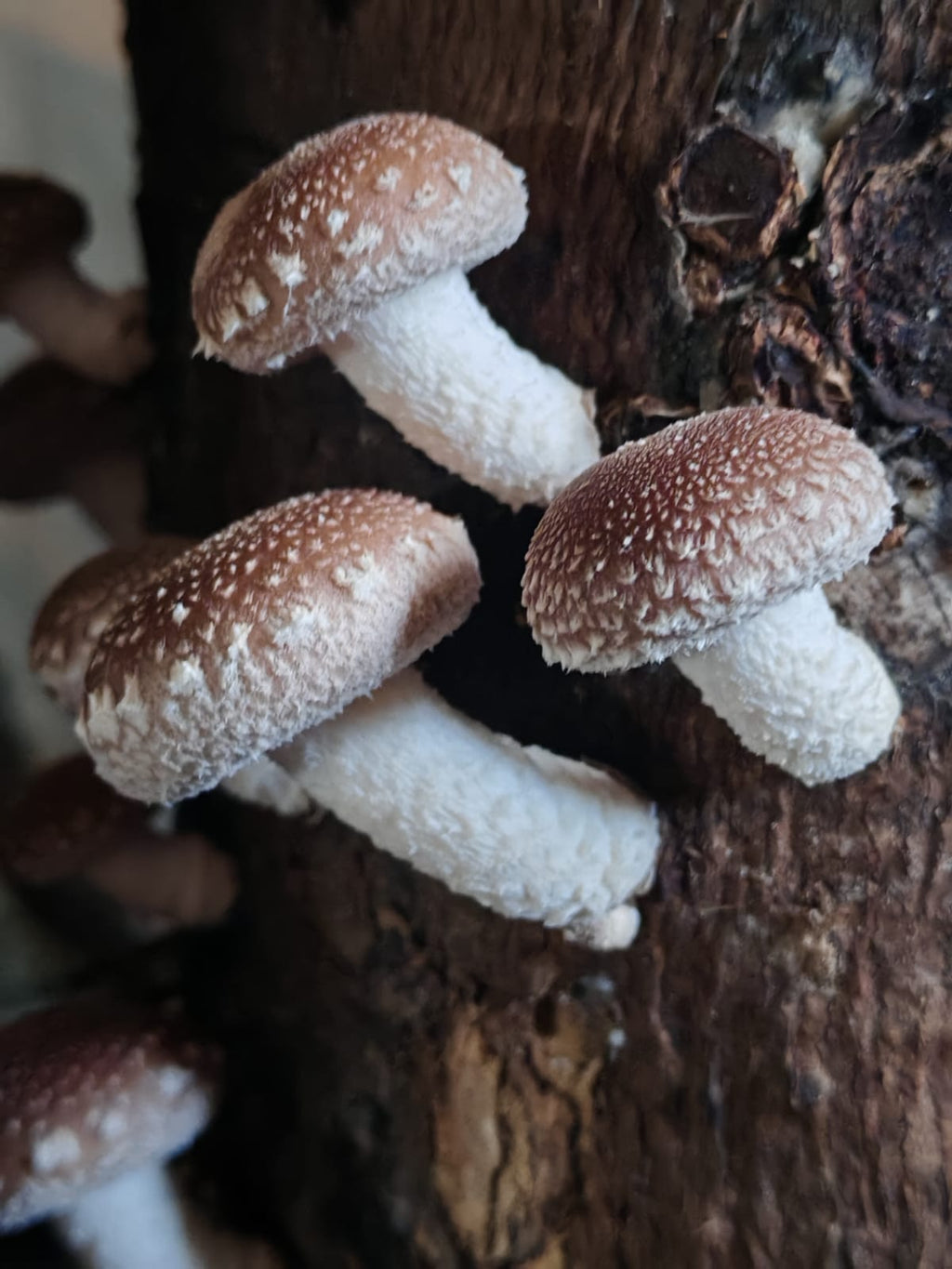 Extracto de Shiitake - Salud Cardiovascular y Defensas Naturales