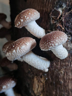 Extracto de Shiitake - Salud Cardiovascular y Defensas Naturales