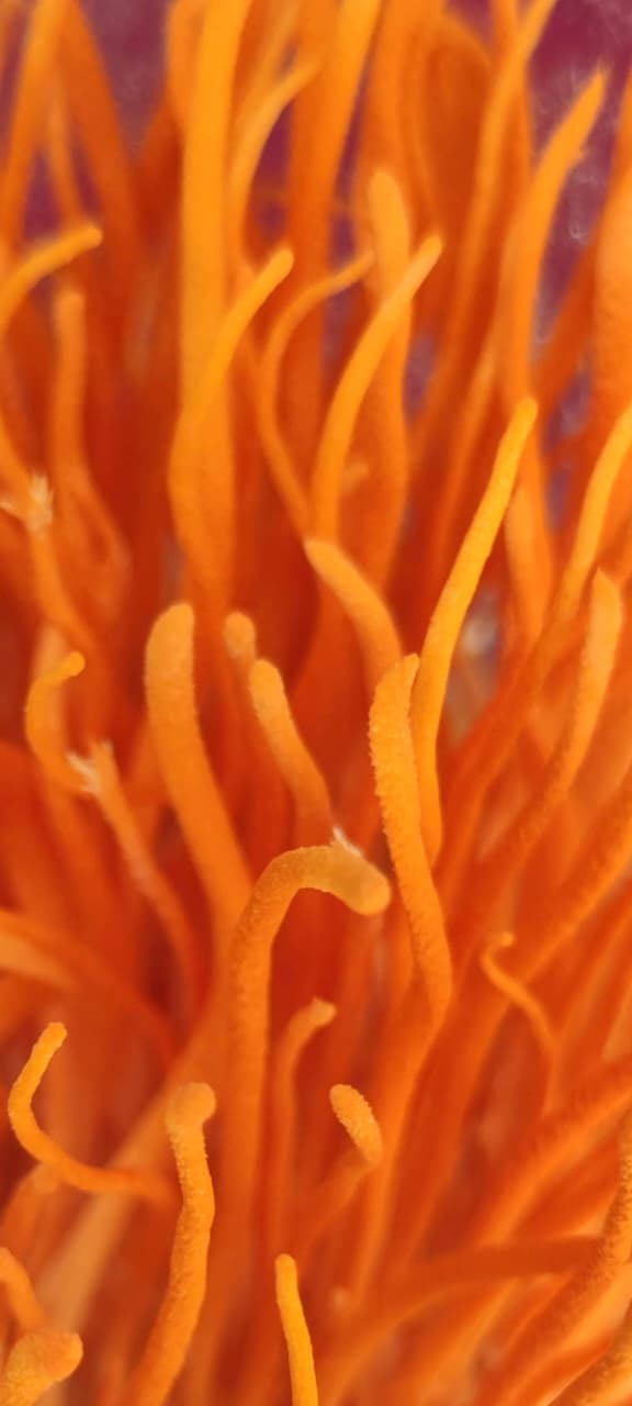 Extracto de Cordyceps - Energía Natural y Rendimiento Deportivo