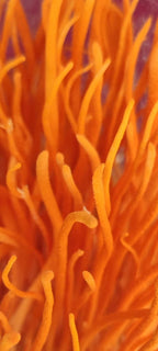 Extracto de Cordyceps - Energía Natural y Rendimiento Deportivo