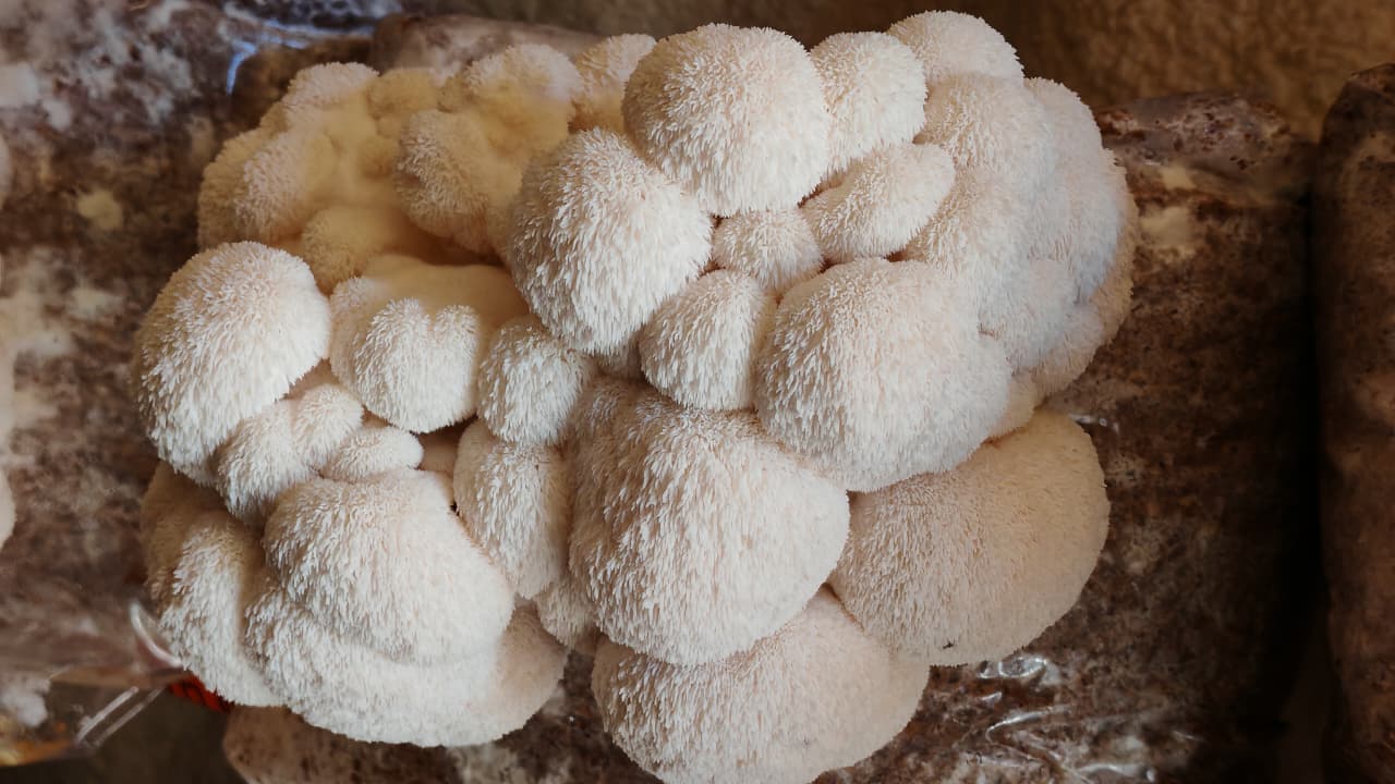 Extracto Doble de Melena de León