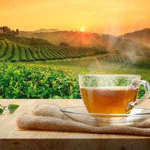 Infusiones